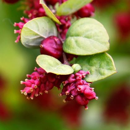 Kırmızı İnci Çiçeği Symphoricarpos Orbiculatus