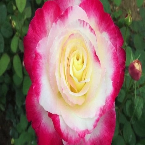 Pembe Beyaz Yediveren Gül Fidanı Double Delight