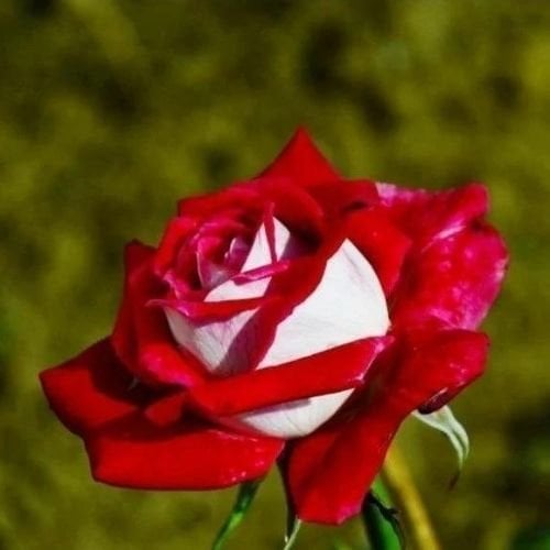 Yediveren Gül Fidanı Kırmızı Beyaz Türkiyem