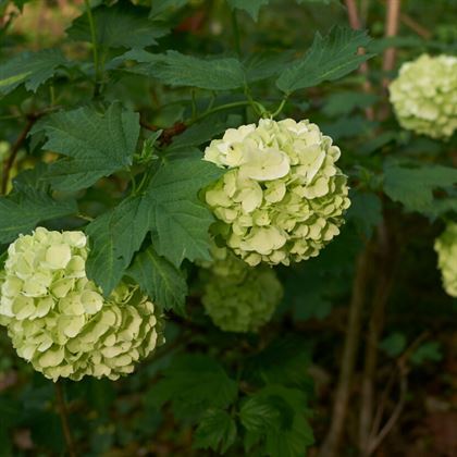 Çınar Kartopu Çiçeği Viburnum Opulus