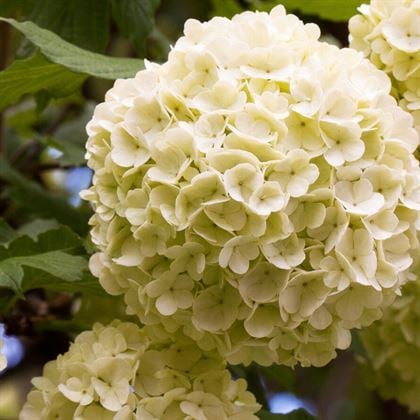 Çınar Kartopu Çiçeği Viburnum Opulus