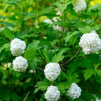 Çınar Kartopu Çiçeği Viburnum Opulus