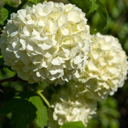 Çınar Kartopu Çiçeği Viburnum Opulus