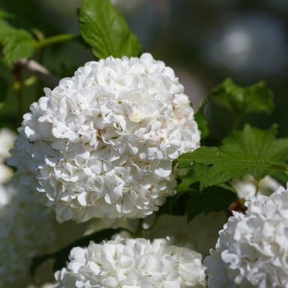 Çınar Kartopu Çiçeği Viburnum Opulus