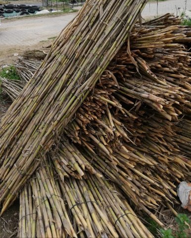 Kuru Kargı Kamışı Çiçek Sopası 1.75 metre 10 adet