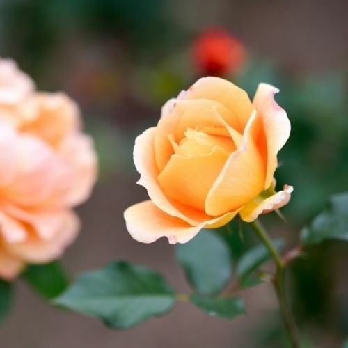 Çardak Sarmaşık Gül  Fidanları Yediverendir turuncu