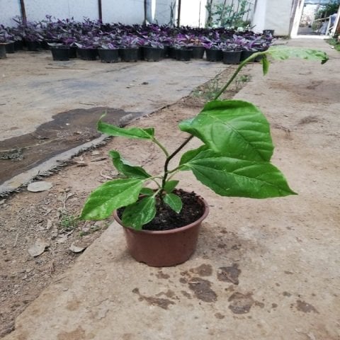 Çarkıfelek Çiçeği Meyvesi Yenen Passiflora Edulis Saat Çiçeği