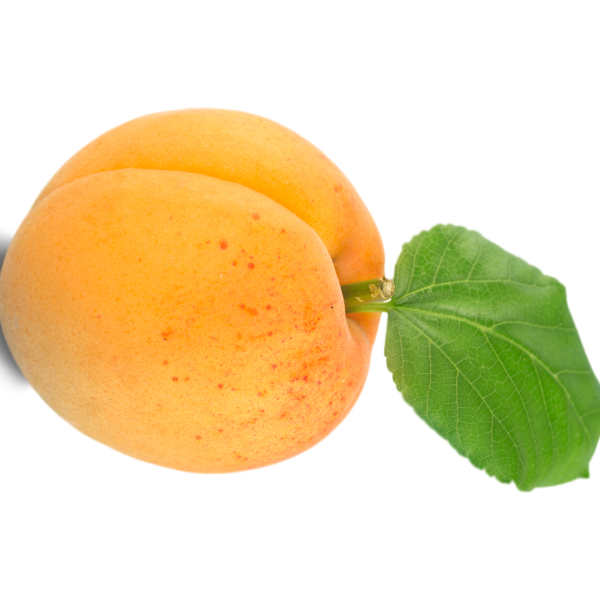 Fabrika Bebeto Kayısı Fidanı