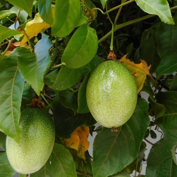 Çarkıfelek Çiçeği Meyvesi Yenen Passiflora Edulis Saat Çiçeği