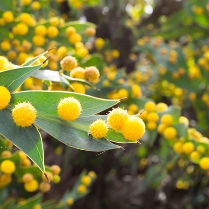 Kıbrıs Akasyası Fidanı 80 cm  Acacia Cyanophylla