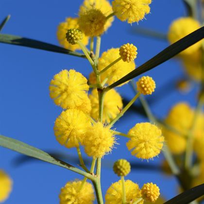 Kıbrıs Akasyası Fidanı 80 cm  Acacia Cyanophylla
