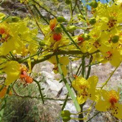 Sülün Akasya Fidanı parkinsonia aculeata