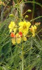 Sülün Akasya Fidanı parkinsonia aculeata