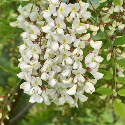 Beyaz Akasya Fidanı 50 cm Robinia Pseudoacacia
