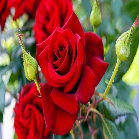 Mezarlık Çiçeği Kırmızı Çardak Sarmaşık Gül Fidanı