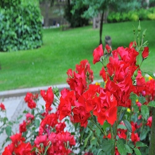 Mezarlık Çiçeği Kırmızı Çardak Sarmaşık Gül Fidanı