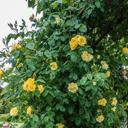 Mezarlık Çiçeği Sarı Çardak Sarmaşık Gül Fidanı