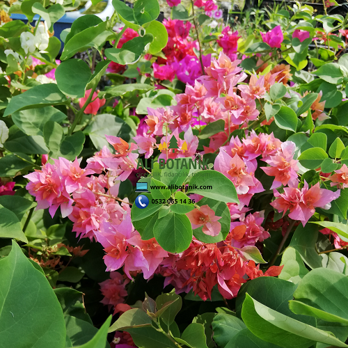 Begonvil Fidanı Çiçeği Sarılıcı