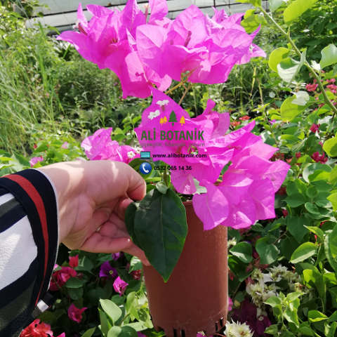 Begonvil Fidanı Çiçeği Sarılıcı