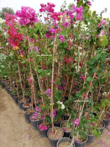 Begonvil Fidanı Çiçeği Sarılıcı