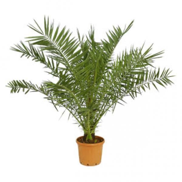 Fenix Fidanı ( yalancı hurma ) Phoenix canariensis