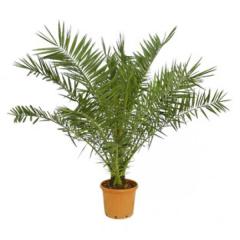 Fenix Fidanı ( yalancı hurma ) Phoenix canariensis