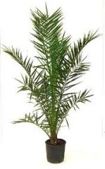 Fenix Fidanı ( yalancı hurma ) Phoenix canariensis