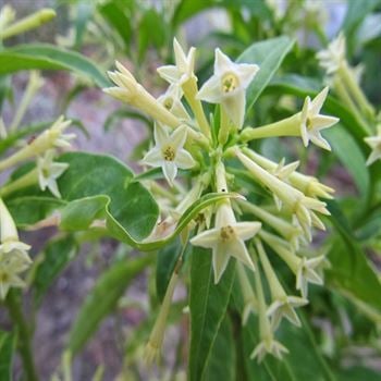 Melisa Çiçeği Kolonya