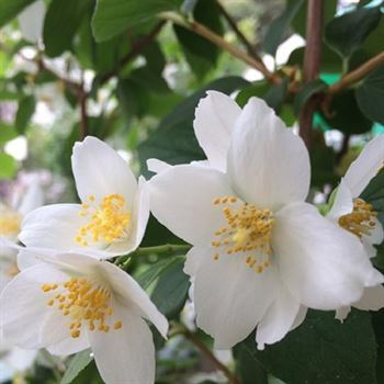 Filbahri Çiçeği Fidanı Yalancı Yasemin