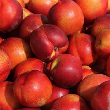 Caldesi Nektarin Fidanı