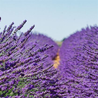 Lavanta Bitkisi Fidanı Mor Lavanta