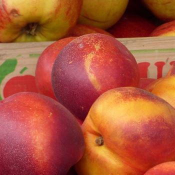 Red Nektarin Fidanı