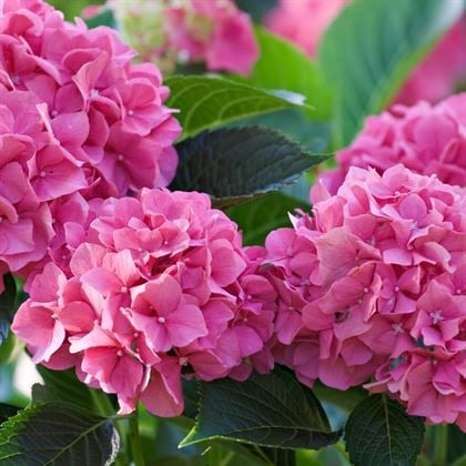 Pembe Ortanca Fidanı Rüya Gibi Açar