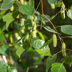 Huş Ağacı Fidanı Betula pendula