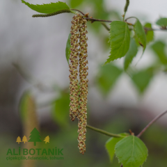 Huş Ağacı Fidanı Betula pendula