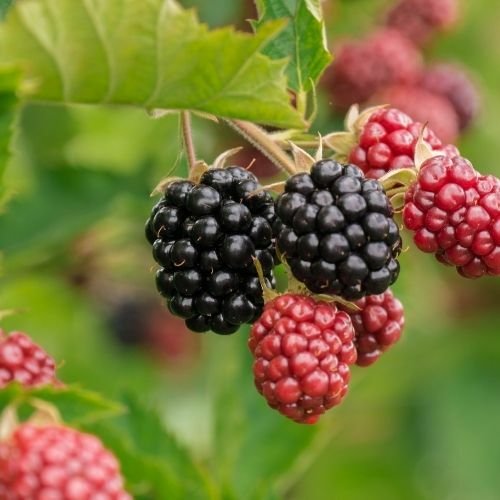 Brazos Dikensiz Böğürtlen Fidanı