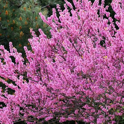 Erguvan Fidanı İstanbul'un Simgesi