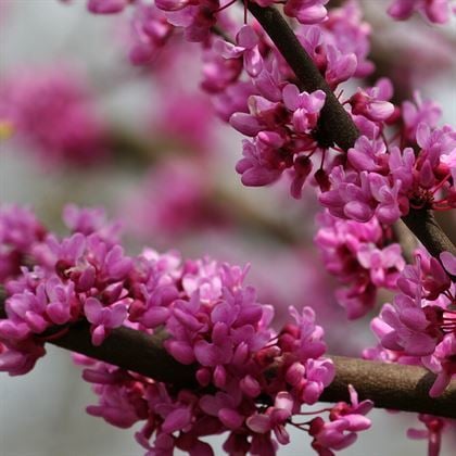 Erguvan Fidanı İstanbul'un Simgesi