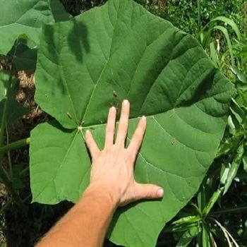 Pavlonya Kiri Çin Kavağı Fidanı