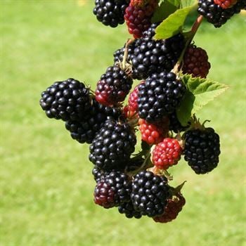 Thornless Evergreen Dikensiz Böğürtlen Fidanı