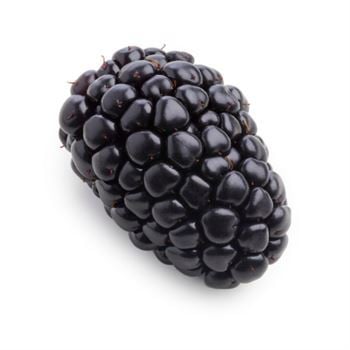 Thornless Evergreen Dikensiz Böğürtlen Fidanı