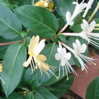 Sarı Beyaz Kokulu Hanımeli Sarılıcı