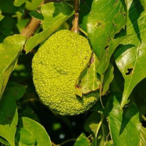 Maklora Fidanı Yalancı Portakal Maclura Pomifera