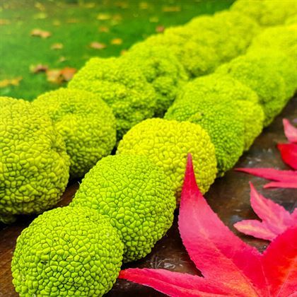 Maklora Fidanı Yalancı Portakal Maclura Pomifera