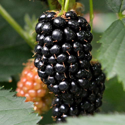 Dikensiz Cebeci Böğürtlen Fidanı