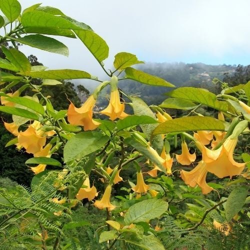 Sarı Melek borazanı Boru Çiçeği Datura