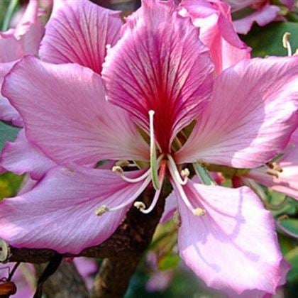 Orkide Ağacı Fidanı Bauhinia Kelebek Ağacı