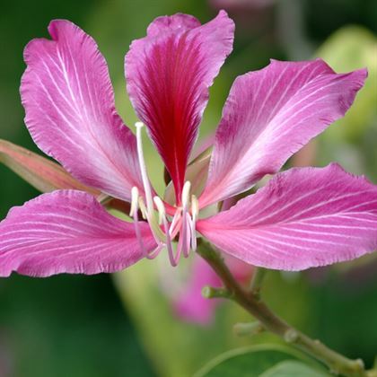 Orkide Ağacı Fidanı Bauhinia Kelebek Ağacı