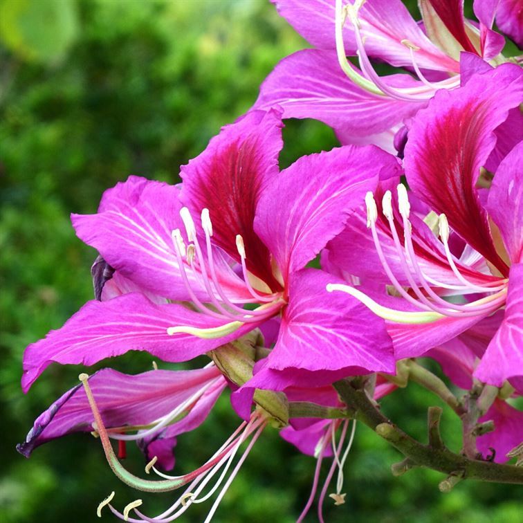 Orkide Ağacı Fidanı Bauhinia Kelebek Ağacı