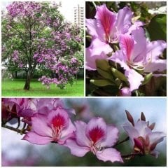 Orkide Ağacı Fidanı Bauhinia Kelebek Ağacı